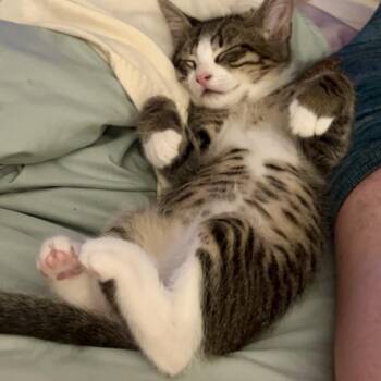Walter -  Domestic Short Hair Cat for Adoption in Pleasant Hill, California - Walter | PetCurious