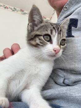 Rescue Domestic Short Hair Cats for Adoption in Evans, Georgia - Elsa | PetCurious
