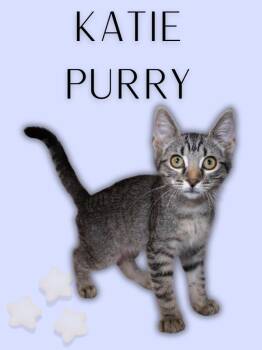Katie Purry -  Tabby Cat for Adoption in Jurupa Valley, California - Katie Purry | PetCurious