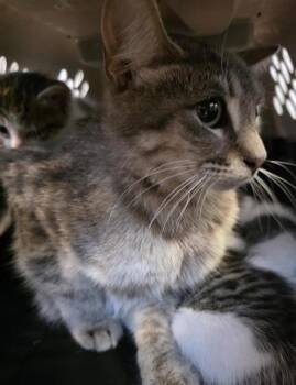 Domestic Short Hair Cats Available for Adoption in San Antonio, Texas - KITTY | PetCurious