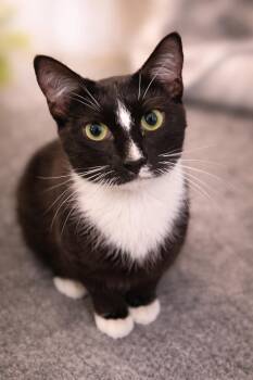Domestic Short Hair Cats Available for Adoption - Rory (Not At The Shelter-Faith) | PetCurious