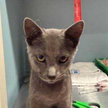 Hawkeye -  Domestic Short Hair Cat for Adoption in Chattanooga, Tennessee - Hawkeye | PetCurious
