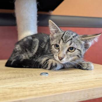 Gidget -  Domestic Short Hair Cat for Adoption in Rochester, Minnesota - Gidget | PetCurious
