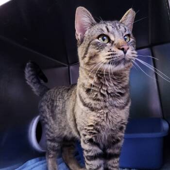 Rescue Domestic Short Hair Cats for Adoption in Walker, Michigan - Lio | PetCurious