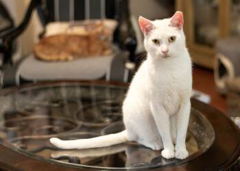 Domestic Short Hair Cats Available for Adoption - Alpine | PetCurious