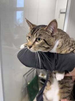 Prize -  Domestic Short Hair Cat for Adoption in Lafayette, Indiana - Prize | PetCurious