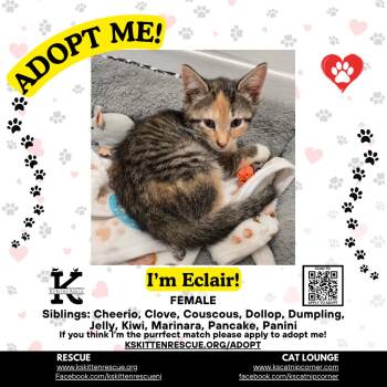 Eclair -  Domestic Short Hair Cat Available for Adoption in OSBORNVILLE, New Jersey - Eclair | PetCurious