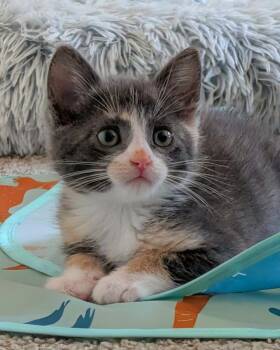 Dilute Calico Cats Available for Adoption in Campbell, California - Willow | PetCurious
