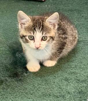 Gordita -  Tabby and Domestic Short Hair Cat for Adoption in Buford, Georgia - Gordita | PetCurious