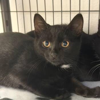 Crest -  Domestic Short Hair Cat for Adoption in Hampton Bays, New York - Crest | PetCurious