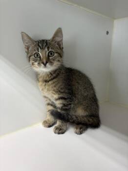 Alice -  Domestic Short Hair Cat for Adoption in Rochester, Indiana - Alice | PetCurious