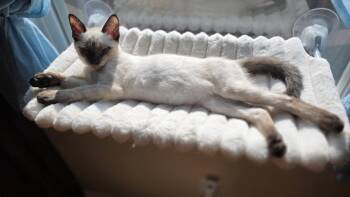 Widget C. -  Domestic Short Hair and Siamese Cat for Adoption in Frisco, Texas - Widget C. | PetCurious
