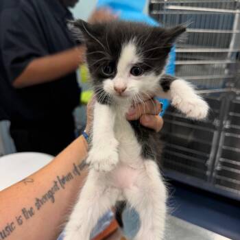 Ozzy -  Domestic Short Hair Cat Available for Adoption in Greensboro, North Carolina - Ozzy | PetCurious