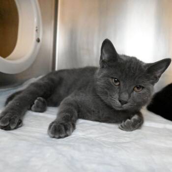 Domestic Short Hair Cats Available for Adoption - Karen | PetCurious