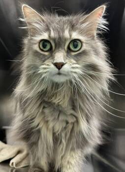 Allorah -  Domestic Long Hair Cat for Adoption in Oakville, Ontario - Allorah | PetCurious