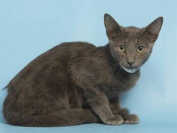 DONATELLO -  Domestic Short Hair Cat for Adoption in Phoenix, Arizona - DONATELLO | PetCurious