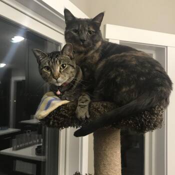Rosebud -  Domestic Short Hair Cat for Adoption in Rochester, Minnesota - Rosebud | PetCurious