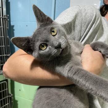 Bullseye -  Domestic Short Hair Cat for Adoption in Newport, North Carolina - Bullseye | PetCurious
