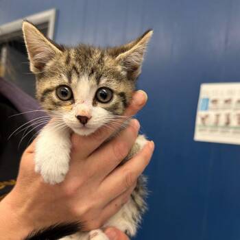 Domestic Short Hair Cats Available for Adoption in Summerlee, West Virginia - Ziggy | PetCurious