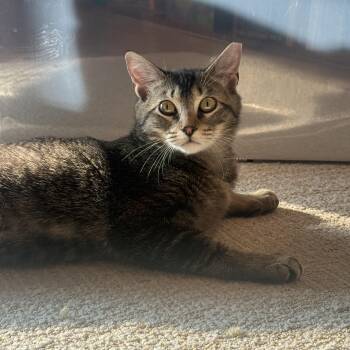 Domestic Short Hair Cats Available for Adoption in Darien, Connecticut - Timber | PetCurious