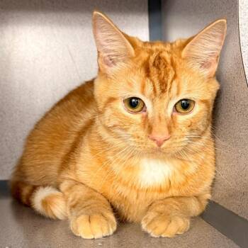 Domestic Short Hair Cats Available for Adoption - Misha | PetCurious