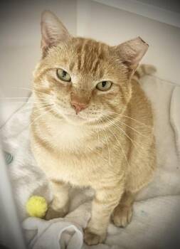Acorn -  Domestic Short Hair Cat Available for Adoption in Savannah, Georgia - Acorn | PetCurious