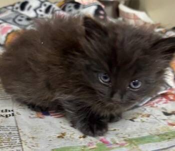 Llama -  Domestic Short Hair Cat for Adoption in Chamblee, Georgia - Llama | PetCurious