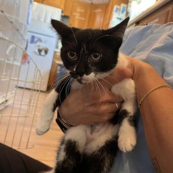 Sweet Dee -  Domestic Short Hair Cat for Adoption in Salisbury, Massachusetts - Sweet Dee | PetCurious
