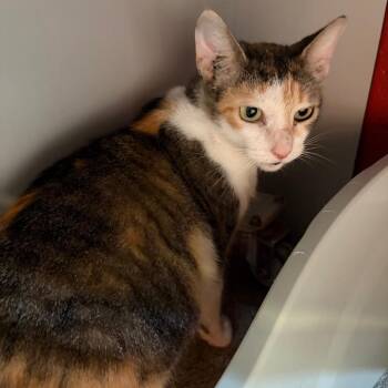 Molly -  Domestic Short Hair Cat Available for Adoption in Sarasota, Florida - Molly | PetCurious
