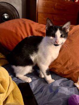 Rescue Domestic Short Hair Cats for Adoption in Mineral Point, Wisconsin - Pebbles | PetCurious