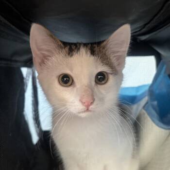 Domestic Short Hair Cats Available for Adoption - Gin Fizz | PetCurious