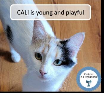 Rescue Calico Cats for Adoption in Cincinnati, Ohio - Cali | PetCurious