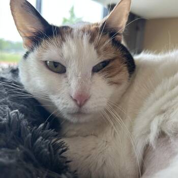 Domestic Short Hair Cats Available for Adoption in Leander, Texas - Willow | PetCurious