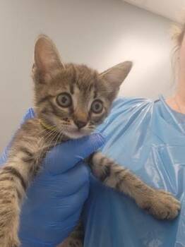 Star -  Domestic Medium Hair and Domestic Short Hair Cat for Adoption in Roseville, California - Star | PetCurious