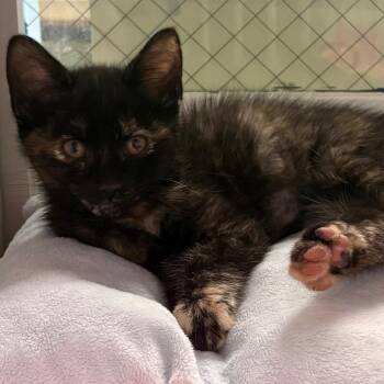 Domestic Short Hair Cats Available for Adoption in East Hanover, New Jersey - Pastel | PetCurious