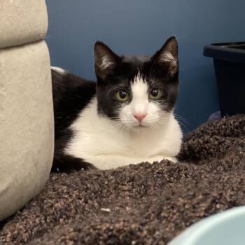 Verdigris -  Domestic Medium Hair Cat for Adoption in Tulsa, Oklahoma - Verdigris | PetCurious