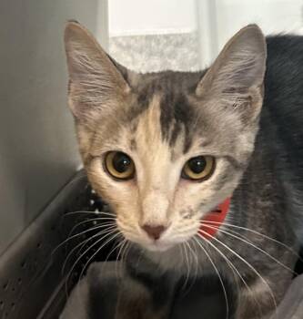 Maddi -  Domestic Short Hair Cat for Adoption in Golden, Colorado - Maddi | PetCurious