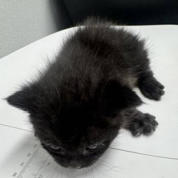 Domestic Short Hair Cats Available for Adoption in West Chester, Pennsylvania - Claire Bear FKA Baby Bear | PetCurious