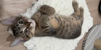 Biscuit (Bonded to Bear) -  Domestic Short Hair Cat for Adoption in Wheaton, Illinois - Biscuit (Bonded To Bear) | PetCurious