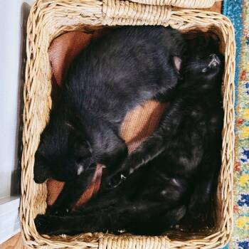 Domestic Short Hair Cats Available for Adoption - Sylvia | PetCurious