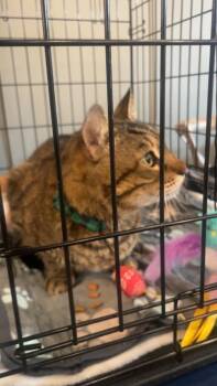 Domestic Short Hair Cats Available for Adoption - Cody | PetCurious