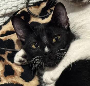 Tuxedo Cats Available for Adoption in Laguna Woods, California - Leo (bonded With Max) | PetCurious