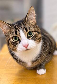 Sassy -  Domestic Short Hair Cat for Adoption in Lagrange, Indiana - Sassy | PetCurious