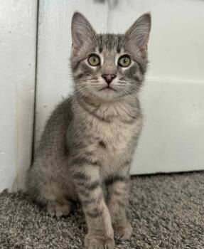 Rescue Domestic Short Hair Cats for Adoption in Homer Glen, Illinois - Sly | PetCurious