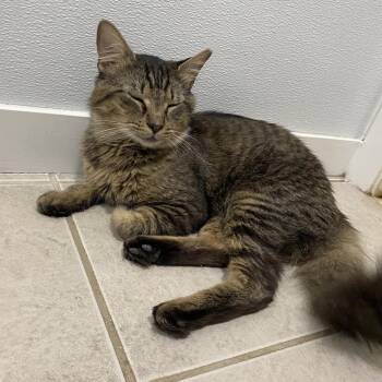 Domestic Medium Hair Cats Available for Adoption in North Branford, Connecticut - 26-106 Armadillo | PetCurious