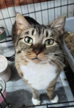 Nala -  Oriental Short Hair Cat for Adoption in New Braunfels, Texas - Nala | PetCurious