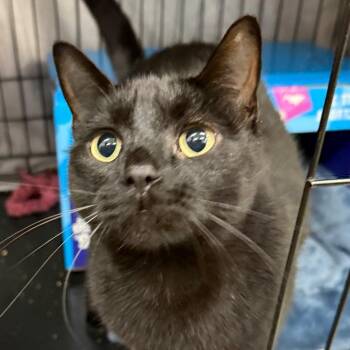 Rupert -  Domestic Short Hair Cat for Adoption in Bismarck, North Dakota - Rupert | PetCurious