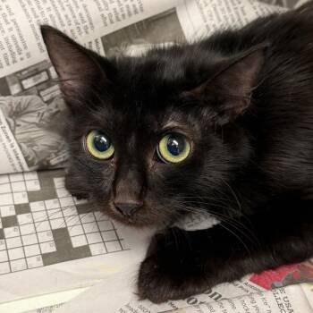 Indie (22) -  Domestic Short Hair Cat for Adoption in Marshall, Texas - Indie (22) | PetCurious