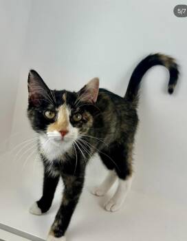 Simbi -  Calico Cat for Adoption - Simbi | PetCurious
