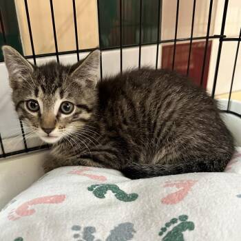 Zach FC -  Domestic Short Hair Cat for Adoption in Union, Missouri - Zach FC | PetCurious